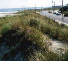 All the various elements of a beach, such as bluffs, dunes, berms, and offshore sand bars even the width and slope of the beach itself offer a level of natural protection against hurricanes and