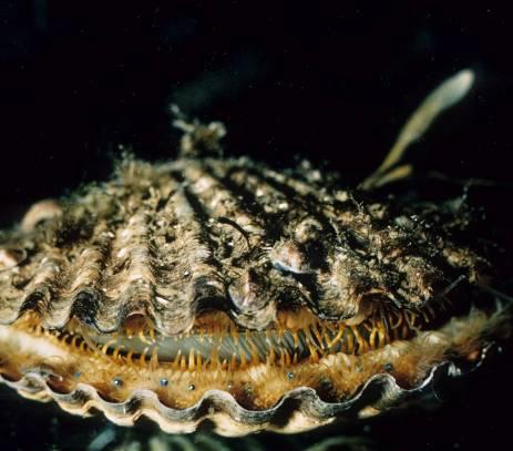 Notice the eyes around the mantle margin of the scallop. The thick scallop muscle you eat is used to rapidly close the two shells, expelling a jet of water that drives the scallop some distance.
