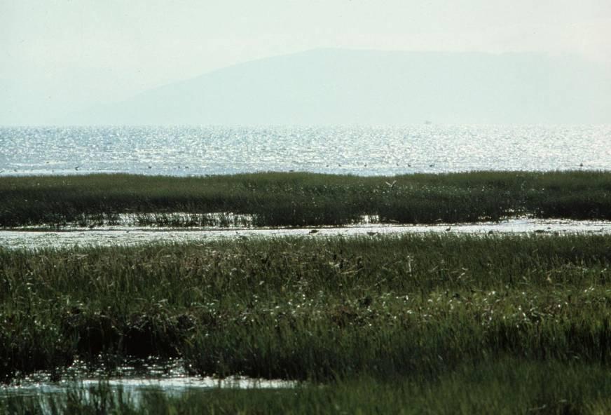 The native California Spartina is being replaced by invasive Spartina populations, especially a hybrid between our native and the East Coast species pictured in the last slide.