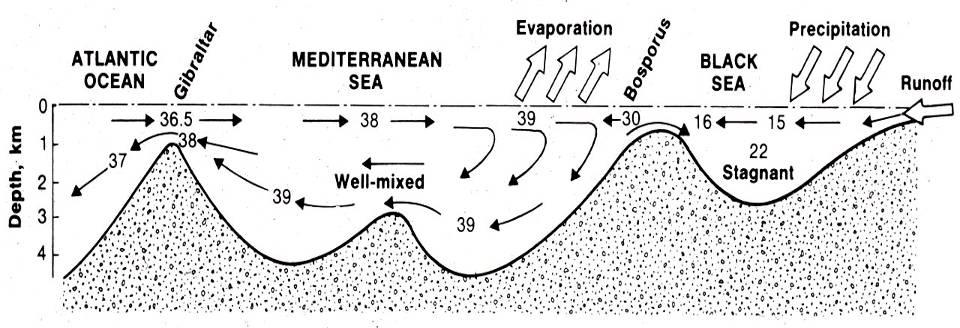 Negative estuaries. In arid areas negative estuaries may form. If evaporation exceeds freshwater input, the back of the estuary becomes a source of dense water saltier than seawater.