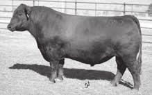 s Lot 15 Lots 15-16 Flush Brothers Tombstone needs no introduction in our program we have been extremely pleased in the consistency and performance of his offspring These flush brothers are