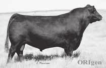 s Lot 33 Soo Line Motive 9016 Lots 33-35 Flush Brothers Motive is a bull that we added to our program for his light BW and extremely attractive patterned progeny and great feet The dam is an