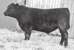 We will be continuing on with these genetics in our program SRS Righttime 938D 39 tattoo: 938D birth: 03/04/16 reg #: 18565201 ET N Bar Emulation EXT# Emulation N Bar 5522# N Bar Primrose 2424 47.