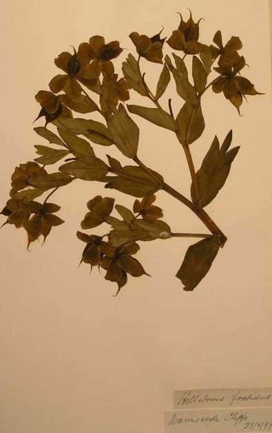 Dr Corbett s collections were donated to the museum, but with one exception, his herbarium, little survives.