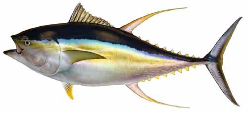 Ditjen PEN/MJL/88/XI/2015 November Indonesia has been one of the biggest producer as well as exporter of yellowfin tunas.