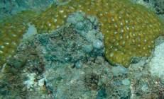 FOLIOSE (Non- Acropora MUSHROOM (Non- Acropora CM CF CMR Solid boulder or mound Coral attached at