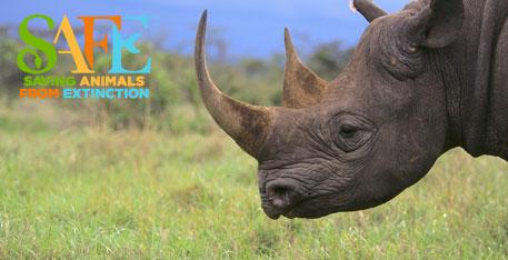 estimated 850,000 individuals, black rhino populations declined to 2,400 animals by the mid-1990s.