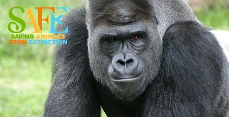 that G.gorilla declined >60% over a period of 20-25 years To Western lowland and Cross River gorillas are poaching, habitat loss and fragmentation, and the Ebola virus.