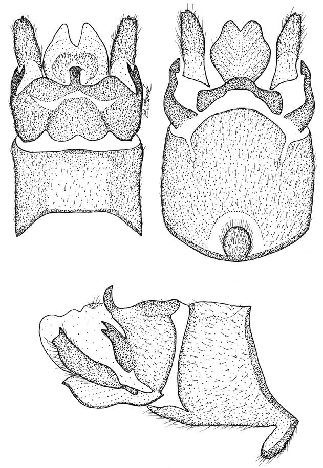 6 7 8 Figs. 6 8. Rhopalopsole sinensis male structures. 6. Male terminalia, dorsal aspect, 7. Male terminalia, ventral aspect, 8. Male terminalia, lateral aspect. Hoa Ho River, 6 May 1995, D.