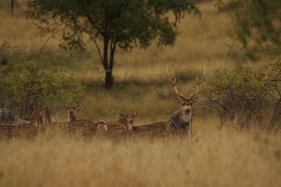 During the hunting week the stags were, and are continuing to rut, calling and looking about for hinds.