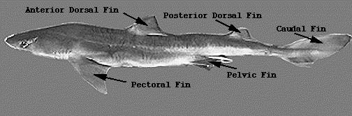 Shark Lab Key Study this basic information about the spiny dogfish shark. Print this Shark Lab Report Guide. Pre-Lab Research Study this website.