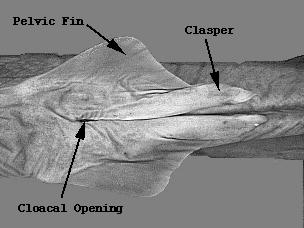 Extend the cut forward, all the way to the pectoral girdle (between the pectoral fins).