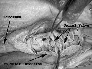 The screw-like structure is the spiral valve. It adds surface area for digestion and absorption to an otherwise relatively short intestine.
