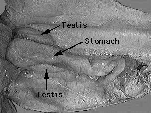Male: Paired testes lie near the front of the kidneys. Sperm pass from the testes through small tubules to the kidneys.
