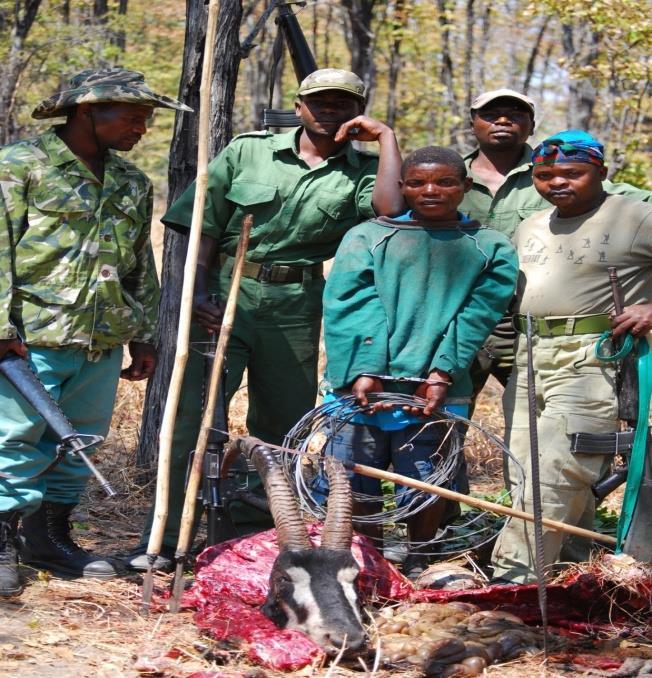 Challenges Experienced in Wildlife Conservation Poaching (Subsistence &