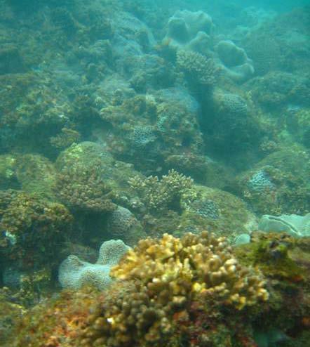 Increases were seen in the cover of both sponge (up from <1% to 11%) and soft coral (up from 3% to 9%).