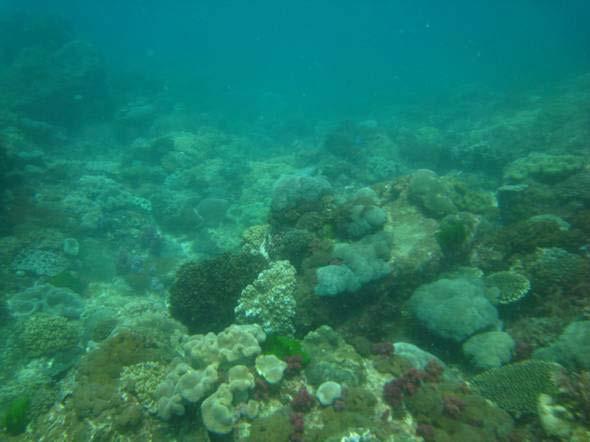 Almost two scars per 100m 2 were recorded, as well as three incidents of coral damage per 100m 2. Two incidents of coral disease were recorded (Photo 16).