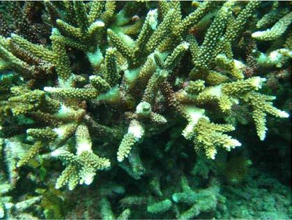 Hard coral makes up 20 percent of surveyed substrate (75% encrusting, 25% foliose), while very little soft coral or sponge is found at this location.