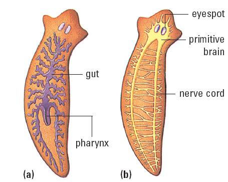 Platyhelminthes Flatworms Free-Living Flatworms Invertebrates Acoelomates no body cavity or coelom. Bilateral Symmetry most primitive animal to have bilateral symmetry.