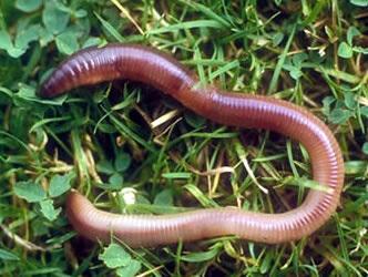 Annelida Segmented Worms Segmented Worms Have Segmented body Earthworms, red worm & leeches Simplest to have Coelom Have Organ Systems digestive, circulatory, reproductive, excretion & coordination.