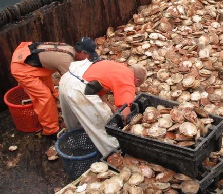 Accountability in the Sea Scallop Fishery Target Species