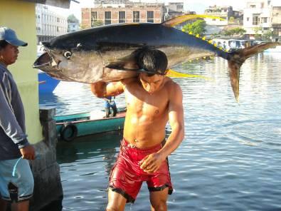 A Focus on people Yellowfin tuna, Pasar Berserhati, Manado Photo: P.