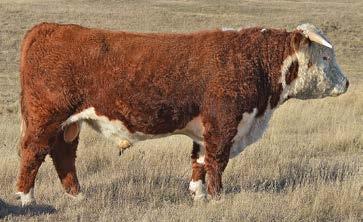 8 AGA 22B MISS BRIGADER 511E WW 43 AGA 13G GENERAL 114L YW 65 AGA 114L MISS GENERAL 77W AGA 97G MISS HOT SHOT 82J M 15 Herd sire from Ulrich Herefords in Canada, 101Z was added to our program for the