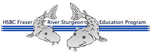 Big Idea: The mighty sturgeon has been on earth for more than 250 million years and can grow to over 6 metres in length.