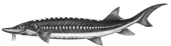 Appendix 1.3 - The White Sturgeon: Dinosaurs of the Fraser River The white sturgeon is the largest freshwater fish in North America, and one of five different types of sturgeon in Canada.