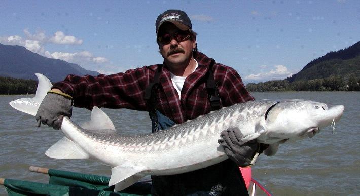 (Drawing by Loucas - of a specimen from the Nechako River, a tributary of the Fraser River.) Sturgeon grow very slowly, but can grow to an enormous size.