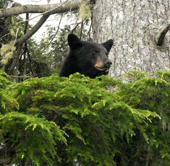Any waivers of tag fees must be approved by the Quinault Business Committee prior to the scheduled guided hunt date, after submitting a completed Quinault Nation Official Request for Promotional Bear