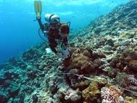 Impact survey: Any visible impact on the reef is recorded during this survey. See table 4.