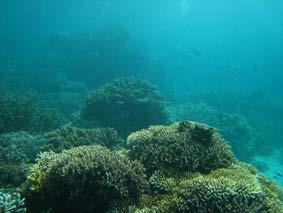 The site is composed of a back reef slope with an amazing diversity of corals and a sandy slope with patches of corals, which drops to approximately 35m.