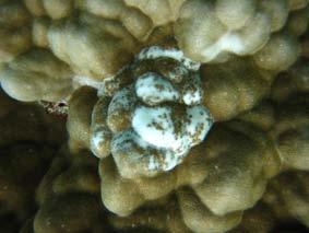 There was no recorded coral bleaching at