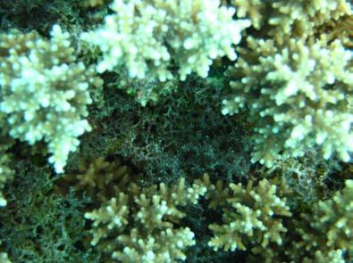 Dominant Algae: 2008 The most dominant algae present at Phil s Reef were mat-like algae: