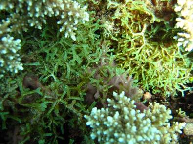 Invertebrates and Impacts: 2008 This site was found to be free of crown-of-thorns starfish and