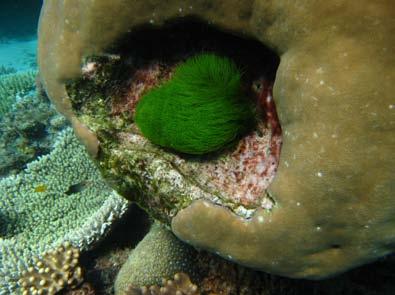 Dominant Algae: 2008 The two most dominant algae found at The Point
