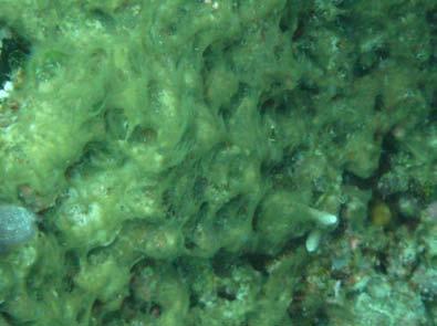 Dominant Algae: 2008 The two most dominant algae at this site were both filamentous