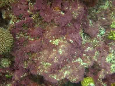Dominant Algae: 2008 The two most dominant algae at Saxon Reef were red filamentous algae