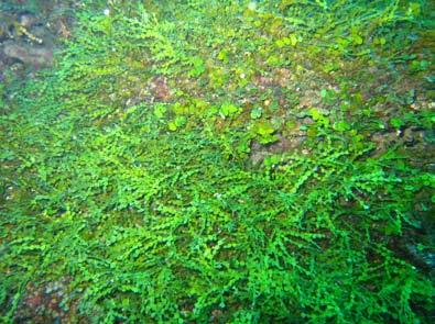 Dominant Algae: 2008 The two most dominant algae found at this site were a species of