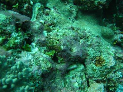 Invertebrates and Impacts This site was free from crown-of-thorns starfish and Drupella spp.