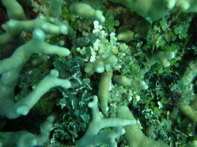 Dominant Algae: 2008 The two most dominant algae found at this site were a species of