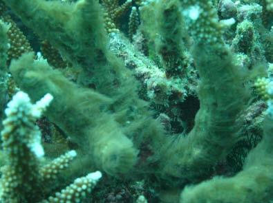 Invertebrates and Impacts Although one crown-of-thorns starfish feeding scar was