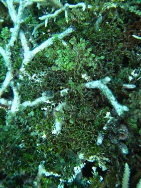 Invertebrates and Impacts: 2008 Only coral bleaching and coral disease