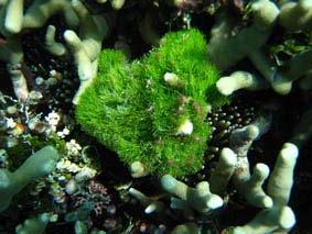 Dominant Algae: 2008 The two most dominant algae found were turtle weed and filamentous algae.