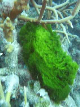 Invertebrates and Impacts: 2008 Only one coral scar was observed at this site, due to the