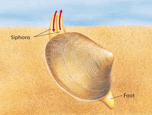 Bivalves Most are marine Oysters, mussels, and clams Important food source for humans Have a two-part hinged shell Valves are secreted by the mantle Two thick muscles called the adductor muscles