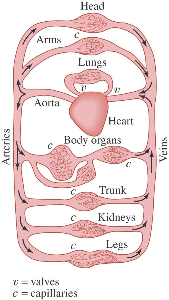 13-8 Fluids in Motion; Flow Rate and the Equation of Continuity Example 13-13: Blood flow. In humans, blood flows from the heart into the aorta, from which it passes into the major arteries.