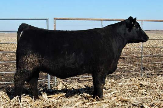 Purebred Angus Heifers RR UNANIMOUS 701 1/2 SIMMENTAL DOB: 02/10/2017 22VISION TOPLINE ROYAL STOCKMAN PEAK DOT UNANIMOUS VISION EDELLA 665 IN DEW TIME ZEIS MISS DEW TIME Y231 BW 75 WW R 100 BW R 100