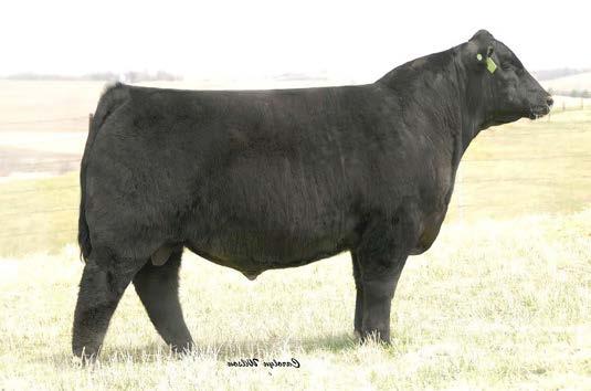 ADJ 595 CED MARB BW I+3.8 REA WW I+73 2 $W YW $F MILK I+21 $B Whether you are still looking for a great show heifer or just a top quality replacement, this heifers is what you need.